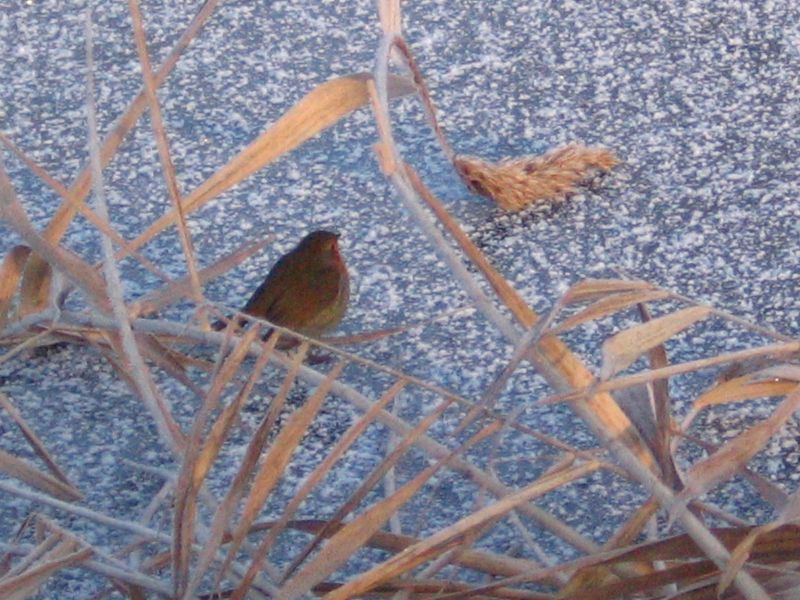 2008-eisangeln22.jpg