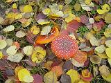 2009-11-08_Herbstbilder004