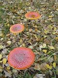 2009-11-08_Herbstbilder013